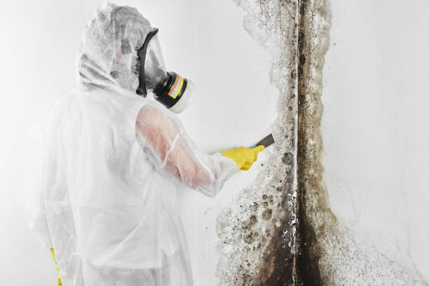 Best Fast Mold Removal  in Hammonton, NJ