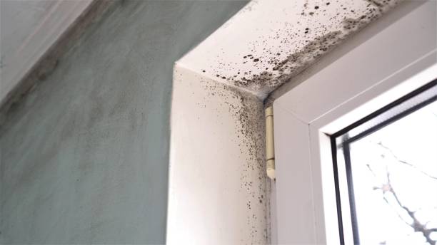 Best Mold Removal Near Me  in Hammonton, NJ