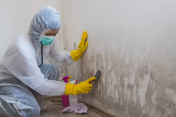 Best Certified Mold Removal  in Hammonton, NJ