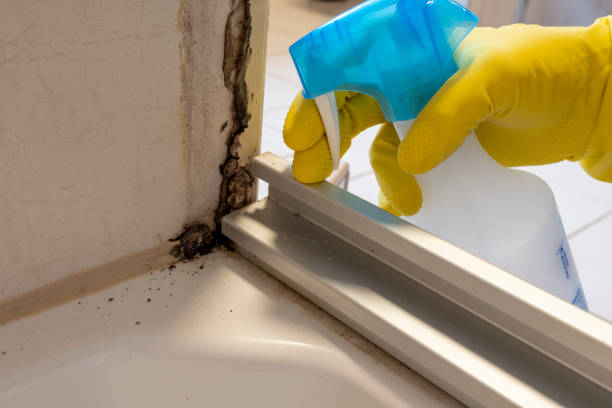 Best Professional Mold Removal  in Hammonton, NJ