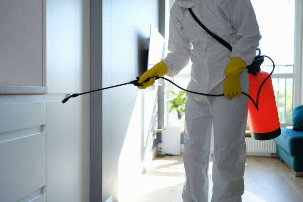 Best Mold Removal Specialists  in Hammonton, NJ