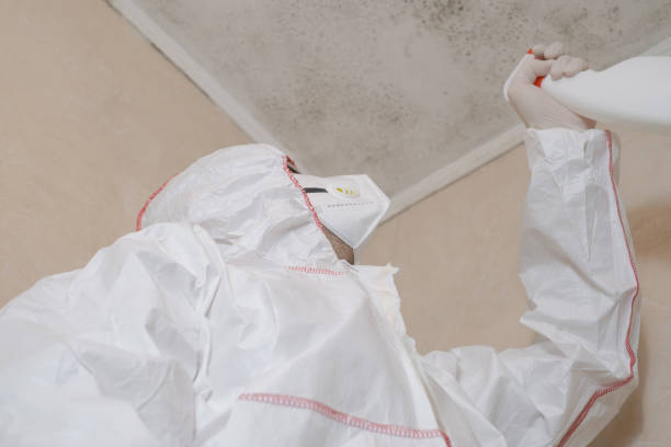 Best Mold Remediation Experts  in Hammonton, NJ