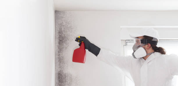 Mold Removal and Inspection in Hammonton, NJ