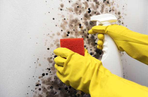 Best Mold Cleaning Services  in Hammonton, NJ