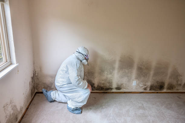 Best Residential Mold Removal  in Hammonton, NJ