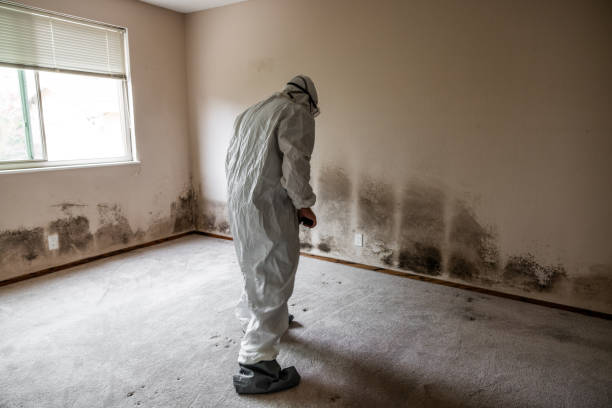 Best Professional Mold Removal  in Hammonton, NJ