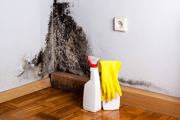 Best Local Mold Removal Service  in Hammonton, NJ