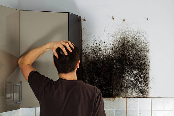 Best Mold Removal Near Me  in Hammonton, NJ