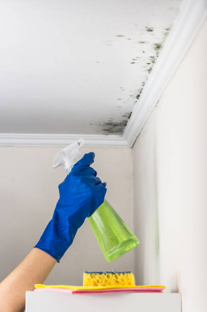 Attic Mold Removal in Hammonton, NJ