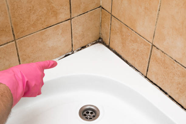 Best Home Mold Removal  in Hammonton, NJ