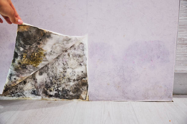 Best Attic Mold Removal  in Hammonton, NJ